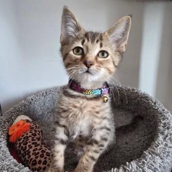 Rescue Domestic Short Hair Cats for Adoption in Evanston, Illinois - Waluigi | PetCurious