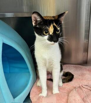 Rescue Domestic Short Hair Cats for Adoption in Scituate, Massachusetts - Roz | PetCurious