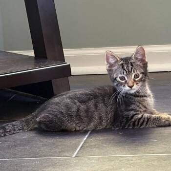 Domestic Short Hair and Tabby Cats Available for Adoption in Grand Rapids, Michigan - Eli | PetCurious