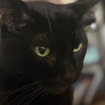 Knight -  Domestic Short Hair Cat for Adoption in Reno, Nevada - Knight | PetCurious