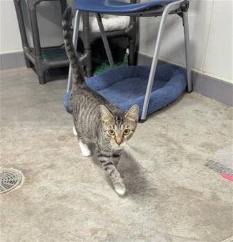 DARLIN -  Domestic Short Hair Cat for Adoption in Brunswick, Georgia - DARLIN | PetCurious