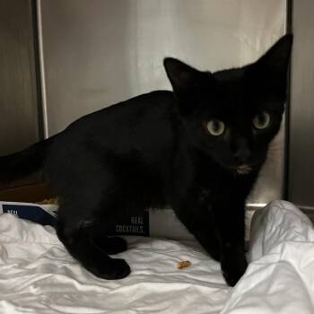 Noir -  Domestic Short Hair Cat for Adoption in Chattanooga, Tennessee - Noir | PetCurious