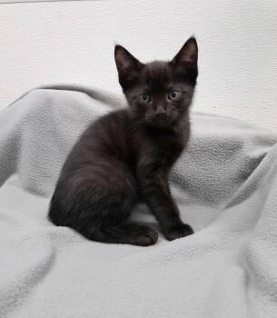 Wild Bill -  Domestic Short Hair Cat Available for Adoption in Westfield, Wisconsin - Wild Bill | PetCurious