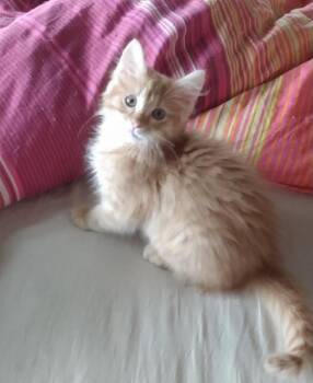 Orange Blossom26 -  Domestic Medium Hair Cat for Adoption in Youngsville, North Carolina - Orange Blossom26 | PetCurious