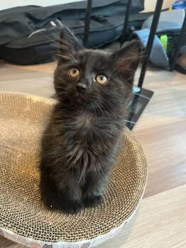 Moonstone -  Domestic Medium Hair Cat Available for Adoption in North Brunswick Township, New Jersey - Moonstone | PetCurious