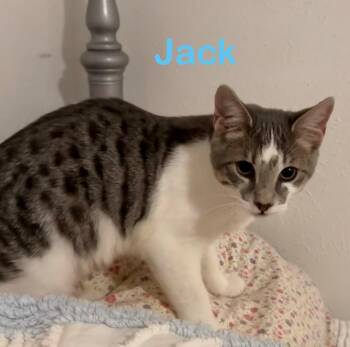Jack 2 -  Domestic Short Hair Cat for Adoption in North Richland Hills, Texas - Jack 2 | PetCurious