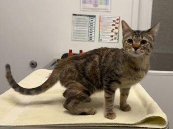 Domestic Short Hair Cats Available for Adoption in Kansas City, Missouri - Wendy | PetCurious
