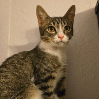 Pearl -  Domestic Short Hair Cat for Adoption in Titusville, Florida - Pearl | PetCurious