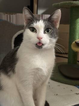 Rescue Domestic Short Hair Cats for Adoption - Frida | PetCurious