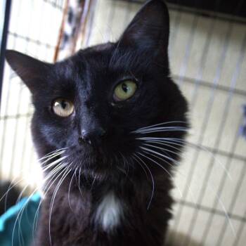 Xavier -  Domestic Medium Hair Cat for Adoption in Springfield, Missouri - Xavier | PetCurious