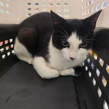 Tucker -  Domestic Short Hair Cat for Adoption in Chattanooga, Tennessee - Tucker | PetCurious
