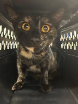 Domestic Short Hair Cats Available for Adoption in Thousand Oaks, California - Tori | PetCurious