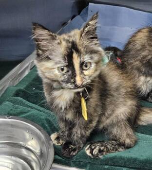 ECLIPSE -  Domestic Medium Hair Cat for Adoption in St. Louis, Missouri - ECLIPSE | PetCurious