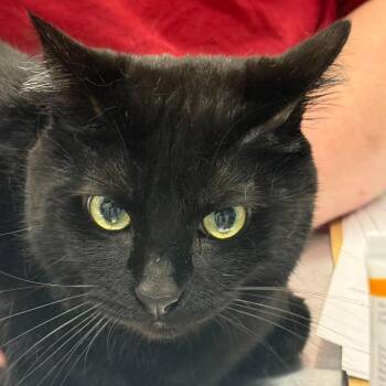 Domestic Short Hair Cats Available for Adoption in Martinsville, Virginia - Roby | PetCurious