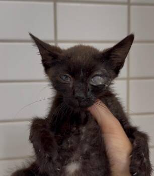 Uno -  Domestic Short Hair Cat for Adoption in Miami Shores, Florida - Uno | PetCurious