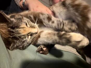 Domestic Short Hair Cats Available for Adoption - Precious | PetCurious