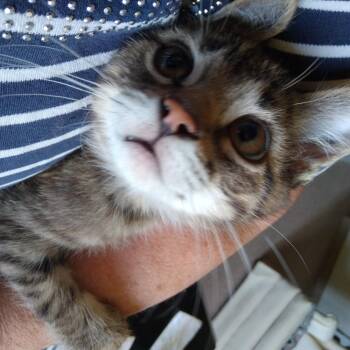 Domestic Short Hair Cats Available for Adoption in Owatonna, Minnesota - Jelly Bean | PetCurious