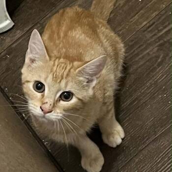 Dori -  American Shorthair Cat for Adoption in Mount Vernon, Arkansas - Dori | PetCurious