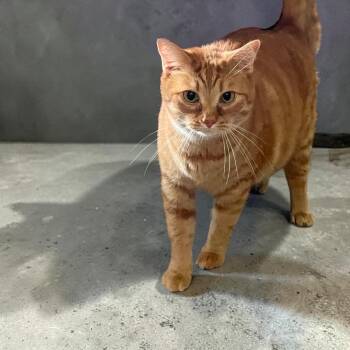 Tigger -  Domestic Short Hair Cat for Adoption in Chuckey, Tennessee - Tigger | PetCurious