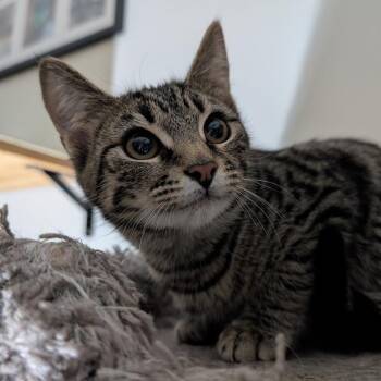 Domestic Short Hair Cats Available for Adoption - Bat | PetCurious