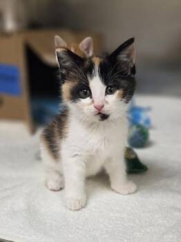 Exxon -  Domestic Short Hair Cat for Adoption in Westland, Michigan - Exxon | PetCurious