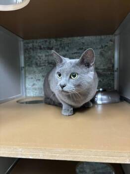 Sheba -  Domestic Short Hair Cat Available for Adoption in Paducah, Kentucky - Sheba | PetCurious