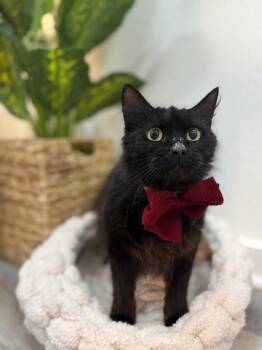 Bombay and Domestic Medium Hair Cats Available for Adoption in Friendswood, Texas - Star Fluffy Princess | PetCurious