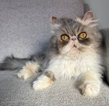 Persian Cats Available for Adoption - PRISCILLA | PetCurious