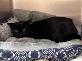 Domestic Short Hair Cats Available for Adoption in Disputanta, Virginia - Heidi | PetCurious
