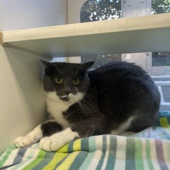 Rescue Domestic Short Hair Cats for Adoption in Reisterstown, Maryland - Raya | PetCurious