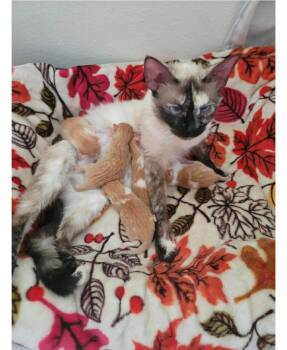 Stella Maris -  Domestic Short Hair Cat for Adoption in Cloquet, Minnesota - Stella Maris | PetCurious