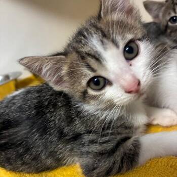 100 Grand -  Domestic Short Hair Cat for Adoption in NEW PT RICHEY, Florida - 100 Grand | PetCurious