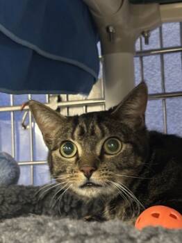 Rescue Domestic Short Hair Cats for Adoption in Sherwood, Oregon - String Cheese | PetCurious