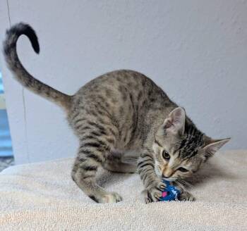 Tootsie -  Domestic Short Hair Cat for Adoption in Little Falls, Minnesota - Tootsie | PetCurious