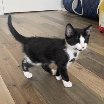 Robin -  Domestic Short Hair Cat for Adoption in Inman, South Carolina - Robin | PetCurious