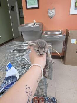 Domestic Short Hair Cats Available for Adoption in Burnsville, North Carolina - Florence | PetCurious