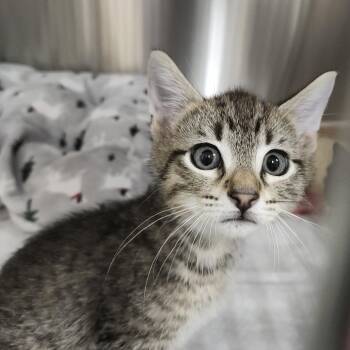 Goose -  Domestic Short Hair Cat for Adoption in Clearwater, Florida - Goose | PetCurious