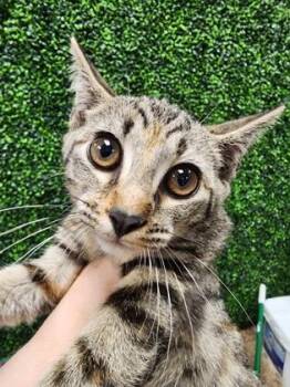 Stone $50 -  Domestic Short Hair Cat for Adoption in Seneca, South Carolina - Stone $50 | PetCurious