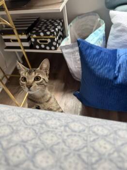 Darcy -  Domestic Short Hair Cat for Adoption in Austin, Texas - Darcy | PetCurious