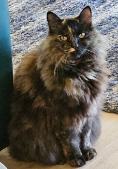 Rescue Domestic Long Hair and Dilute Tortoiseshell Cats for Adoption in Palo Alto, California - Romi | PetCurious