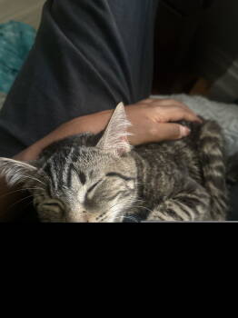 Rescue American Shorthair Cats for Adoption in Dallas, Texas - Bella XXVI (New Digs) | PetCurious