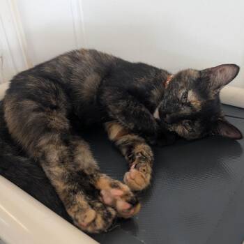 Granola -  Domestic Short Hair Cat for Adoption in Tylertown, Mississippi - Granola | PetCurious