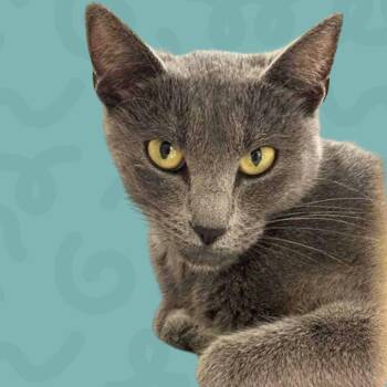 Jazmine -  Domestic Short Hair Cat for Adoption in Reno, Nevada - Jazmine | PetCurious
