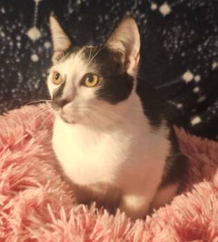 Rescue Domestic Short Hair Cats for Adoption in Youngtown, Arizona - Hera | PetCurious