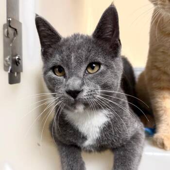 Dunkin -  Domestic Short Hair Cat for Adoption in Harrisonburg, Virginia - Dunkin | PetCurious