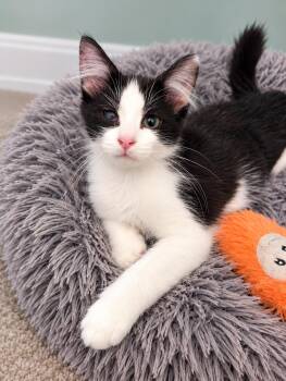 Pippin MD -  Tuxedo Cat for Adoption - Pippin MD | PetCurious