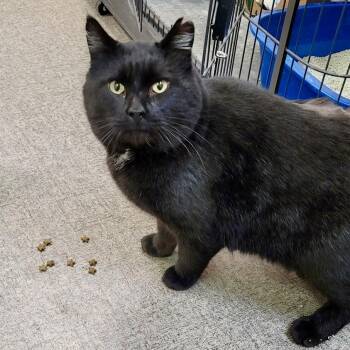 Rescue Domestic Short Hair Cats for Adoption in Pocatello, Idaho - Oscar | PetCurious