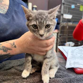 Spider -  Domestic Short Hair Cat for Adoption in Madison, Wisconsin - Spider | PetCurious