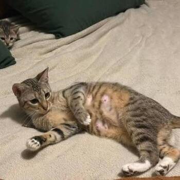 Domestic Short Hair Cats Available for Adoption in Madison, Wisconsin - Didi | PetCurious