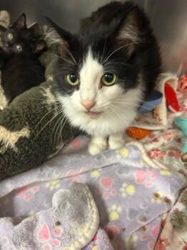 Domestic Medium Hair Cats Available for Adoption in Mineral, Virginia - Road Runner (mom) | PetCurious